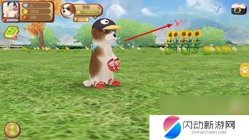 心动小狗如何养护 心动小狗养成技巧